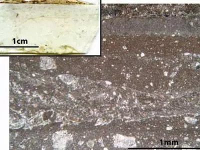thin section of limestone