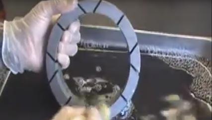 Cleaning conditioning rings